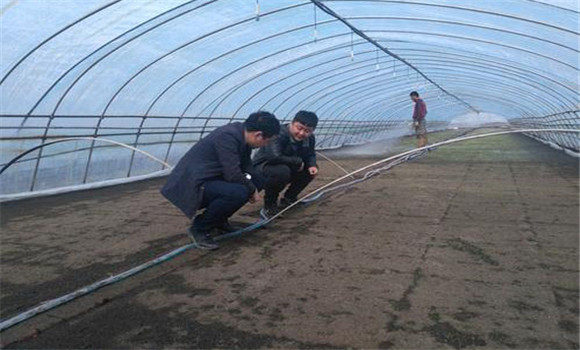 大棚番茄、水稻栽培模式的收益情況