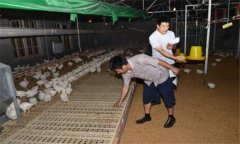 干撒式發酵床飼養肉雞有哪些優勢？