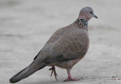 斑鳩吃什么食物？