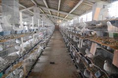 白羽王鴿的養殖管理技術