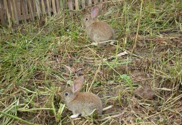 野兔飼養方法