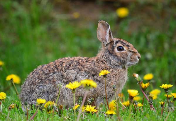 野兔飼養管理方法