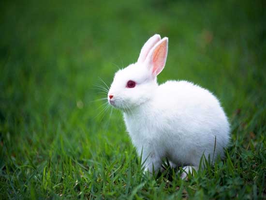 兔子飼養管理方法