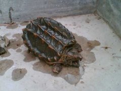 鱷魚龜養殖池如何建造