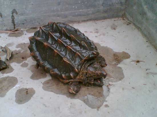 鱷魚養殖