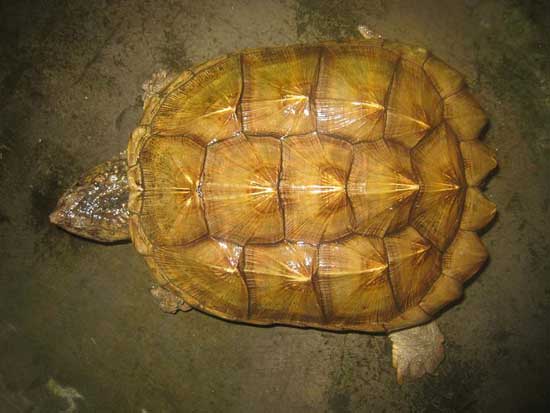 鱷魚養殖