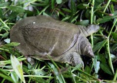 甲魚池消毒用什么藥 甲魚養殖池消毒的方式方法