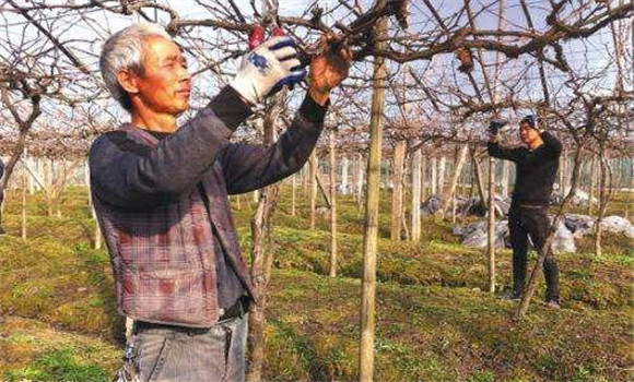 葡萄修剪時留枝的主要技巧與技術要點
