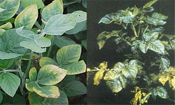 如何判斷植物缺少氮、磷、鉀元素