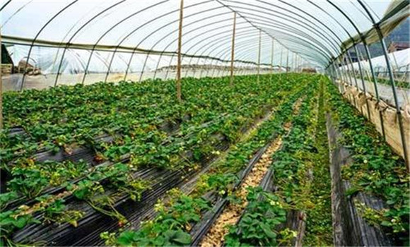 大棚要控制適宜的溫、濕度