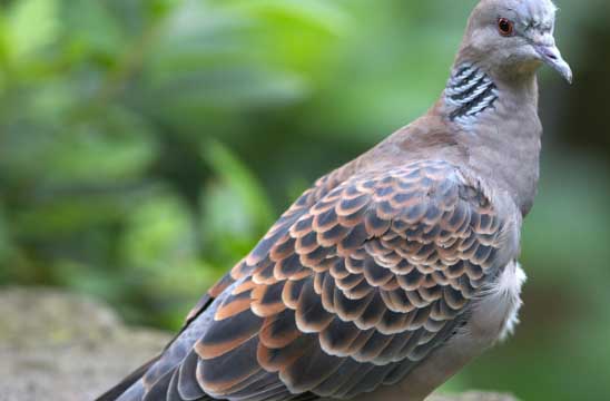 斑鳩養殖