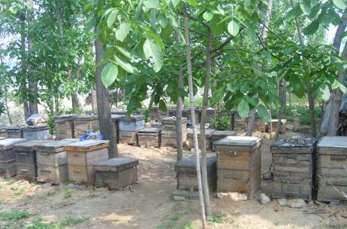 蜜蜂飼養方法