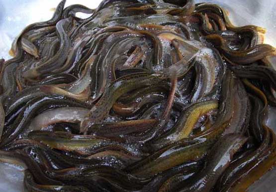 泥鰍養殖