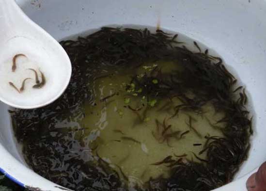 泥鰍的養殖技術