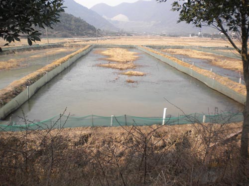 泥鰍養殖