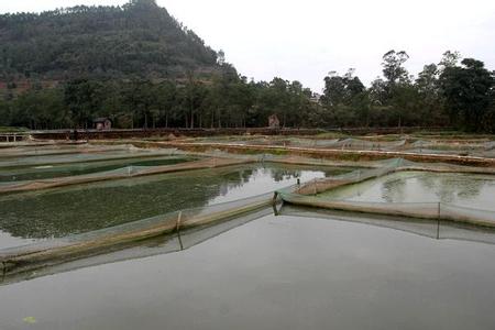 泥鰍養殖技術