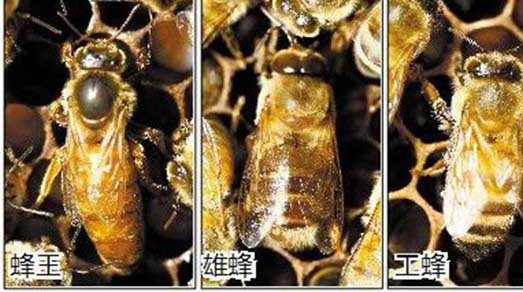 蜜蜂養殖技術