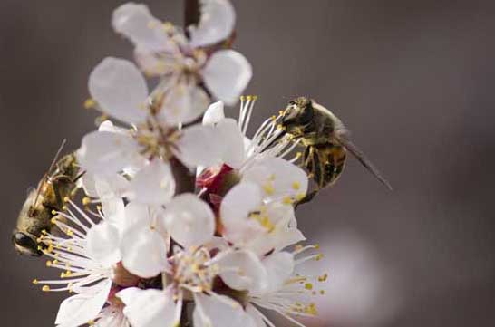 蜜蜂養殖技術