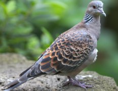 斑鳩人工養殖技術