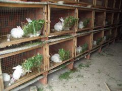 兔子養殖過程中飼喂注意事項