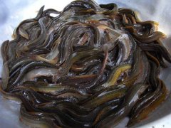 四種泥鰍的暫養方法簡介