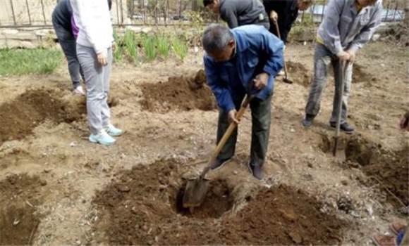 挖定植穴、施足底肥
