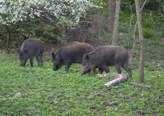 野豬飼養方法