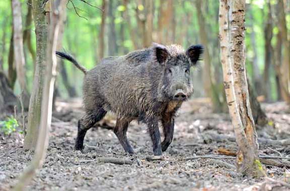野豬的飼養技術