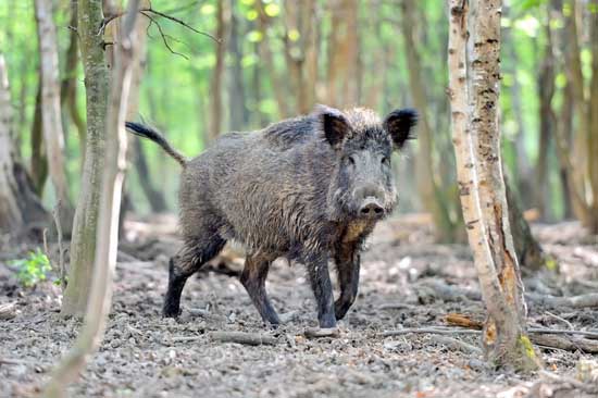 野豬飼養管理方法