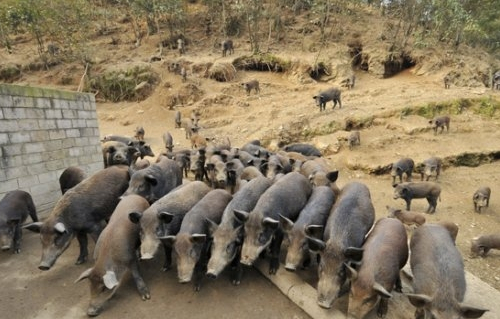 野豬飼養管理方法