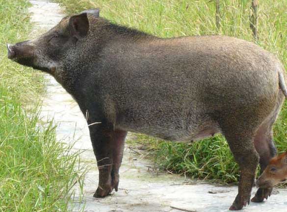 野豬飼養方法