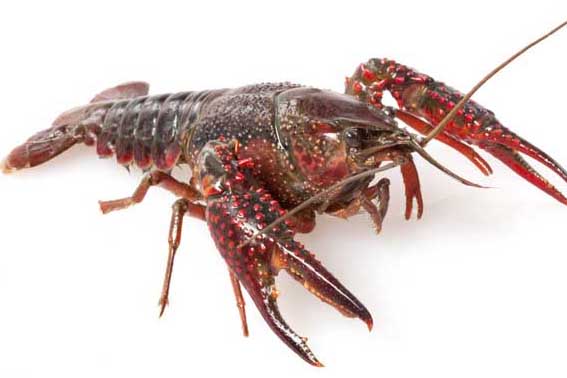 淡水小龍蝦與肉食性魚類混養管理