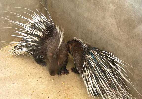 豪豬飼養管理方法