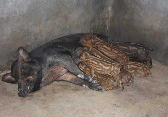 野豬飼養方法