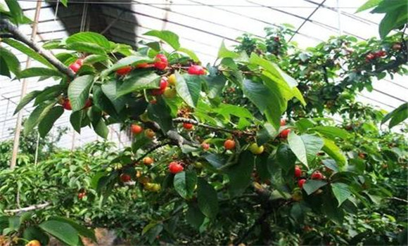 櫻桃種植環境條件要求