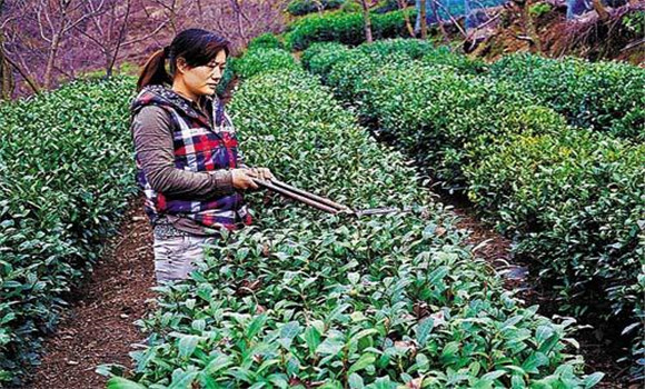 怎樣修剪茶樹？茶樹的修剪方法介紹