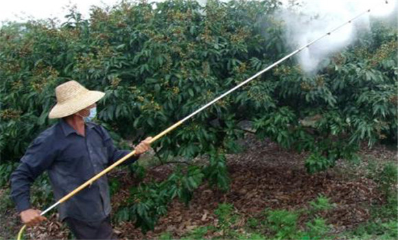 應用生長調節劑提高荔枝坐果率