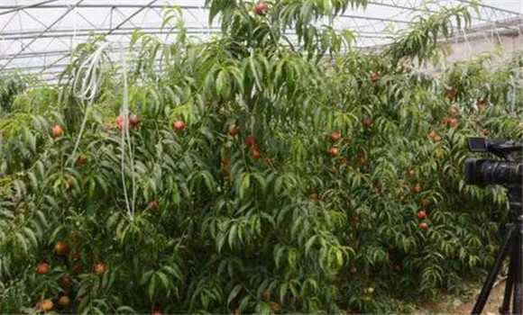 大棚水蜜桃的設施環境要求