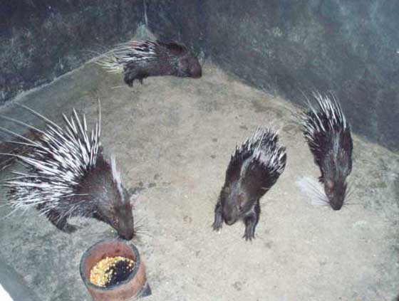 母豬飼養方法