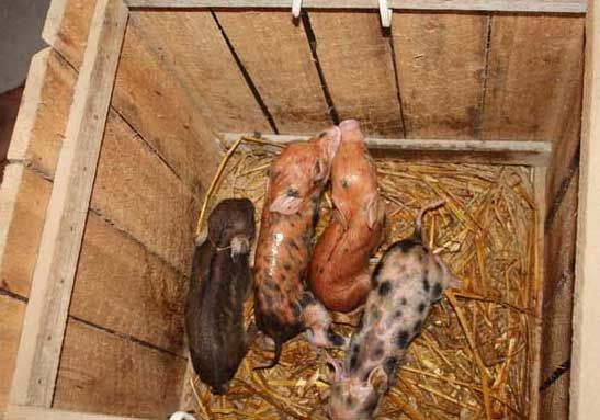 野豬的飼養技術