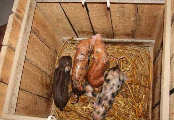野豬飼養管理方法