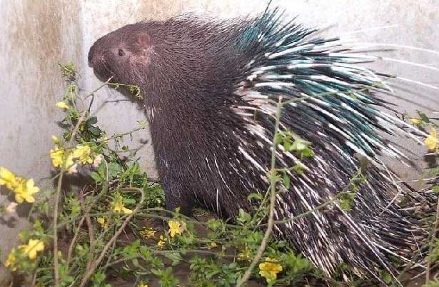 豪豬的飼養技術