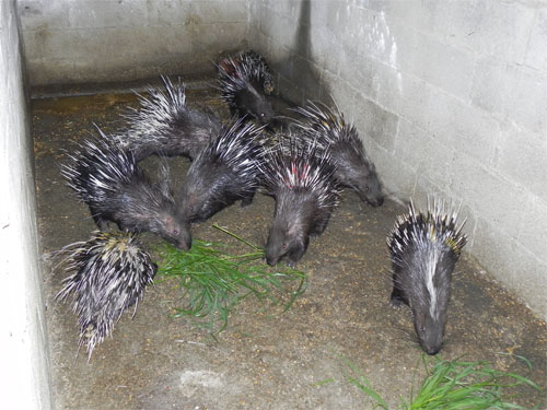 豪豬飼養管理方法