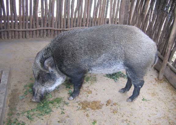 野豬飼養方法