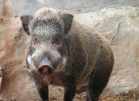 野豬飼養方法