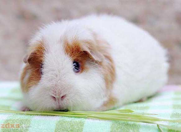 特種動物養殖
