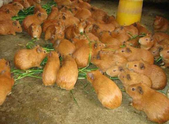 特種動物養殖技術