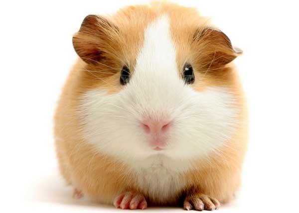 特種動物飼養管理方法