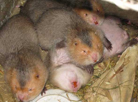 竹鼠飼養方法