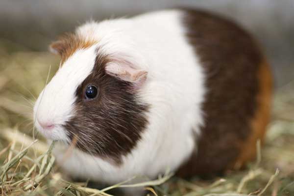 荷蘭豬飼養方法